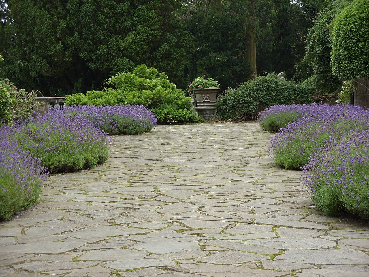 Terrasse en dalles de pierre bordée de lavande